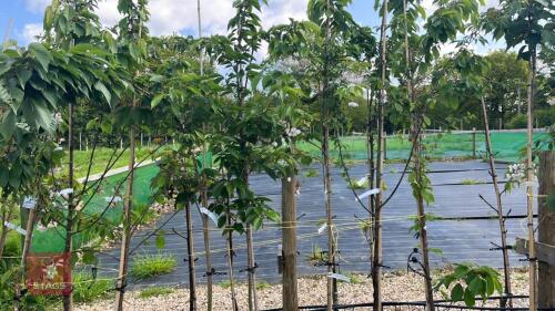 5 MIXED ORNAMENTAL FRUIT TREES