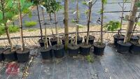 5 MIXED ORNAMENTAL FRUIT TREES - 2