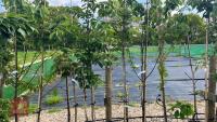 5 MIXED ORNAMENTAL FRUIT TREES - 4