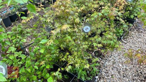 5 ACER PALMATUM TREES