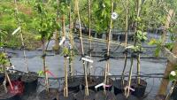 5 MIXED FRUIT TREES - 2