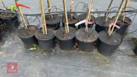 5 MIXED FRUIT TREES - 3