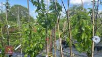 5 MIXED FRUIT TREES - 4