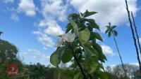 5 MIXED FRUIT TREES - 7