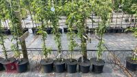 5 MALUS GOLDEN HORNET TREES - 2