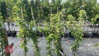 5 MALUS GOLDEN HORNET TREES - 5