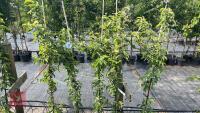 5 MALUS GOLDEN HORNET TREES - 6