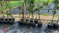 5 MIXED ORNAMENTAL FRUIT TREES - 2