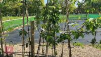 5 MIXED ORNAMENTAL FRUIT TREES - 3