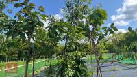 5 MIXED ORNAMENTAL FRUIT TREES - 4