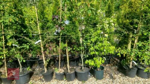 5 MIXED ORNAMENTAL TREES