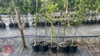 5 MIXED ORNAMENTAL TREES - 2