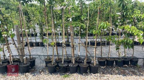 5 SORBUS OLYMPIC FLAME TREES