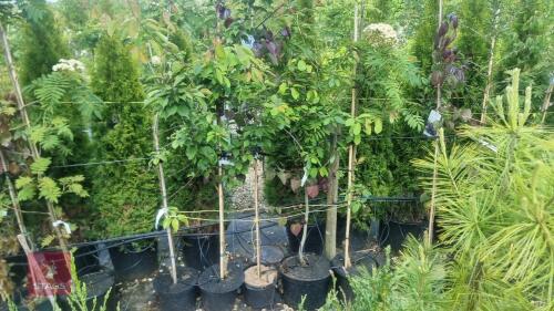 5 MIXED ORNAMENTAL TREES