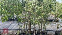 5 MIXED ORNAMENTAL TREES - 2