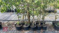 5 MIXED ORNAMENTAL TREES - 3