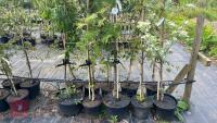 5 MIXED ORNAMENTAL TREES - 4