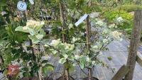 5 MIXED ORNAMENTAL TREES - 5