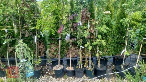 5 MIXED ORNAMENTAL TREES