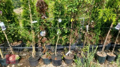 5 MIXED ORNAMENTAL TREES