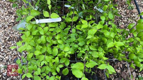 3 CORNUS MAS TREES