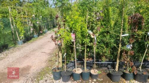 5 MIXED ORNAMENTAL TREES