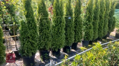 5 EVERGREEN TREES