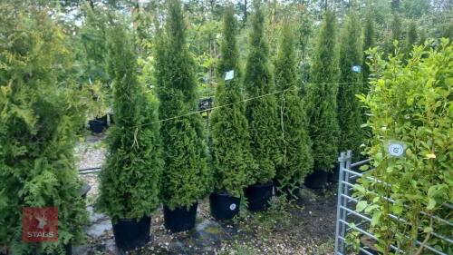 5 EVERGREEN TREES