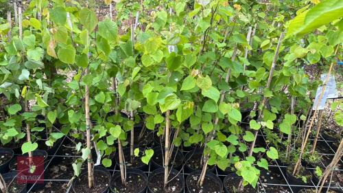 20 CERCIS CANADENSIS TREES