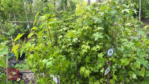 16 LIQUIDAMBAR STYRACIFLUA