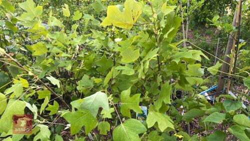 12 LIRIODENDRON TULIPIFERA TREES