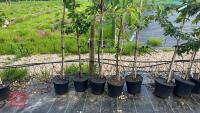 5 MIXED ORNAMENTAL FRUIT TREES - 2