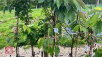 5 MIXED ORNAMENTAL FRUIT TREES - 4