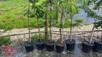 5 MIXED ORNAMENTAL FRUIT TREES - 6