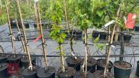 5 MIXED FRUIT TREES - 2