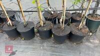 5 MIXED FRUIT TREES - 3