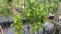 5 MIXED FRUIT TREES - 6