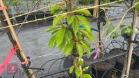 5 MIXED FRUIT TREES - 7