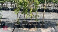 5 MIXED ORNAMENTAL TREES - 3