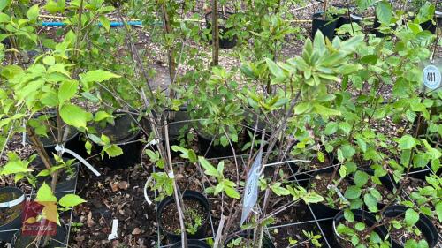 5 EUCRYPHIA NYMANSENSIS NYMANSY TREES