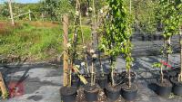 4 MIXED FRUIT TREES