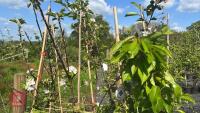 4 MIXED FRUIT TREES - 2