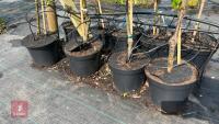 4 MIXED FRUIT TREES - 4