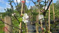 4 MIXED FRUIT TREES - 5