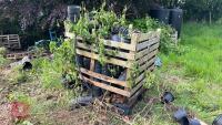 2 CRATES OF ASSORTED BLACK PLANT POTS - 2