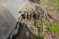 APPROX 700 USED 34 BAMBOO CANES" - 2