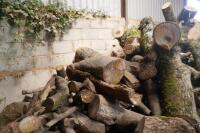 LARGE QTY FIREWOOD - 14