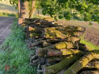 PILE OF OAK TIMBER (4) - 5