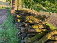 PILE OF OAK TIMBER (4) - 7