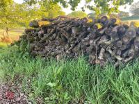 PILE OF OAK TIMBER (4) - 8